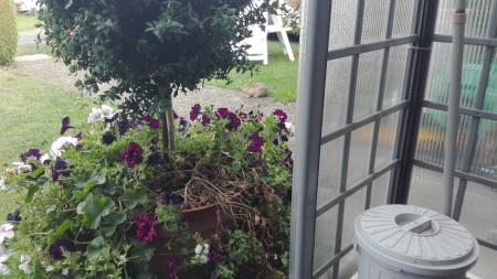 Kaninchen mit Wurzel